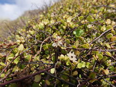 Muehlenbeckia complexa complexa