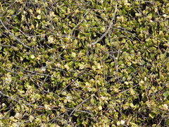Muehlenbeckia complexa complexa