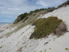 Muehlenbeckia complexa complexa