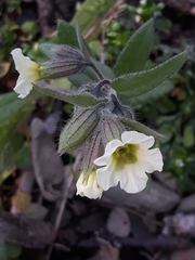 Nonea lutea