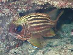 Brownspot Squirrelfish photo 2
