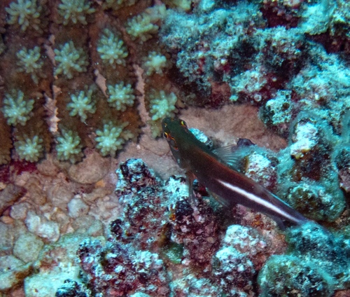 Arc-eye hawkfish
