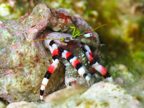 Calcinus isabellae in life