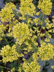 Isatis tinctoria