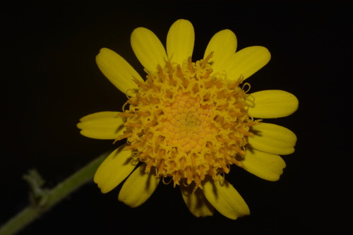 Parry's Rockdaisy (Laphamia parryi)