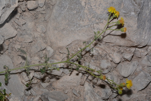 Image of Laphamia parryi by (c) Brian Finzel, some rights reserved (CC BY-SA)