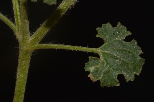 Image of Laphamia parryi by (c) Brian Finzel, some rights reserved (CC BY-SA)