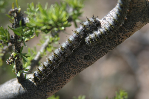 Hemileuca chinatiensis