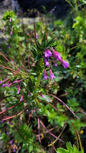 Epilobium denticulatum (Epilobium denticulatum)