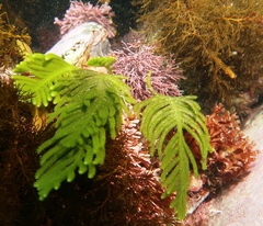 Caulerpa flexilis