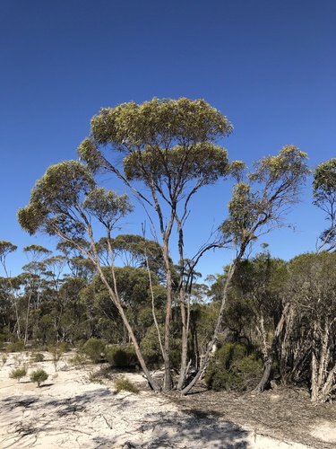 Eucalyptus balladoniensis