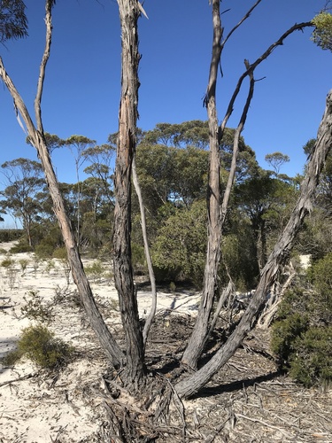 Eucalyptus balladoniensis 3