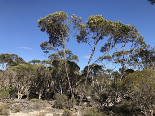 Eucalyptus balladoniensis 2