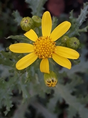 Senecio vernalis