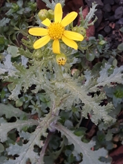 Senecio vernalis