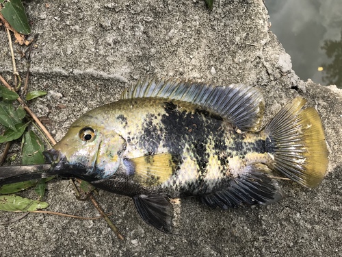 Montecristo cichlid (Oscura heterospila) — Cichlidae — 2
