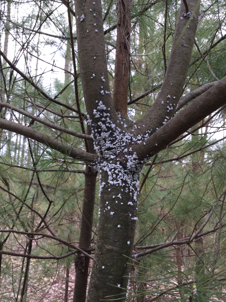Pine Bark Adelgid