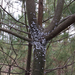 Pine Bark Adelgid - Photo (c) Summit Metro Parks, some rights reserved (CC BY), uploaded by Summit Metro Parks