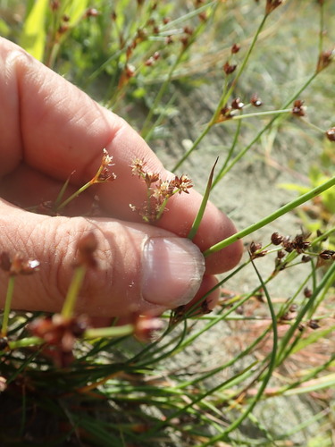 Jointed rush (Juncus articulatus)