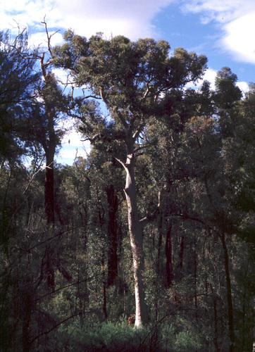 Eucalyptus virginea Hopper & Ward.-Johnson
