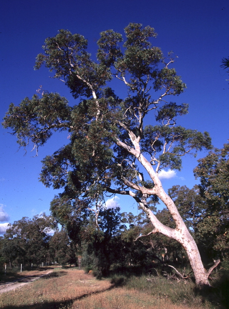 Eucalyptus lanepoolei 3