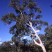 Salmon White Gum - Photo (c) Dean Nicolle, some rights reserved (CC BY-NC), uploaded by Dean Nicolle