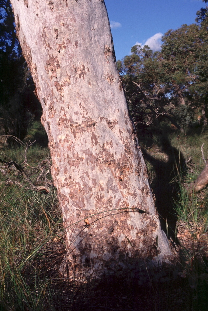 Eucalyptus lanepoolei 4
