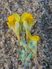 Linaria polygalifolia