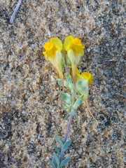 Linaria polygalifolia