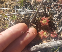 Drosera pulchella