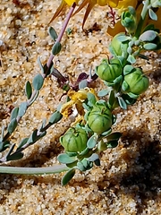 Linaria polygalifolia