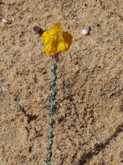 Linaria polygalifolia