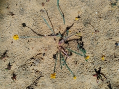 Linaria polygalifolia