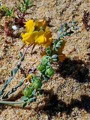 Linaria polygalifolia