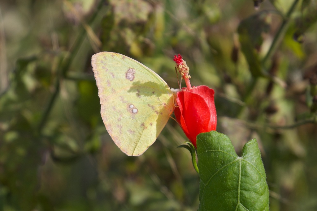 Marcellina Sulphur from National Butterfly Center, Mission, TX, USA on ...