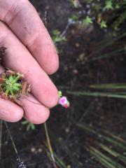 Drosera pulchella