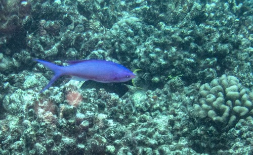 Amethyst Anthias