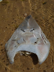 Glaucostegus cemiculus