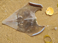 Glaucostegus cemiculus