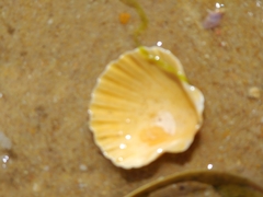 Pecten jacobaeus