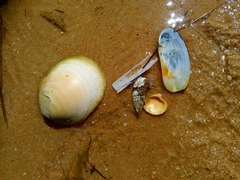 Glycymeris glycymeris