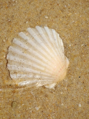 Pecten jacobaeus