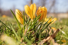 Crocus chrysanthus
