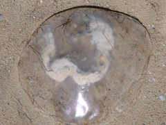 Dactyliophorae