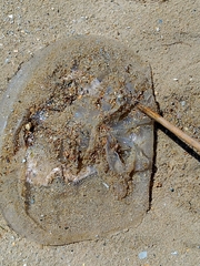 Dactyliophorae
