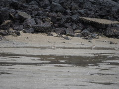 Thinornis novaeseelandiae