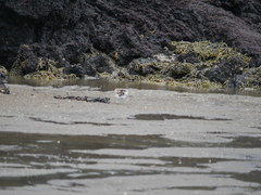 Thinornis novaeseelandiae