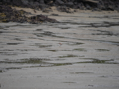 Thinornis novaeseelandiae