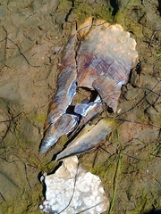 Pinnidae