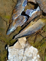 Pinnidae